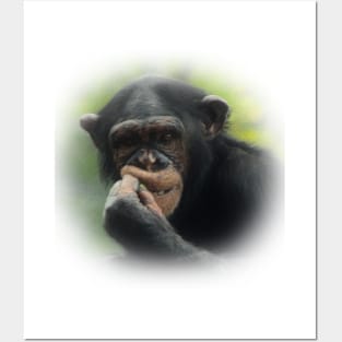 Chimpanzee Posters and Art